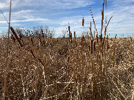 #7: Most ideal walking area