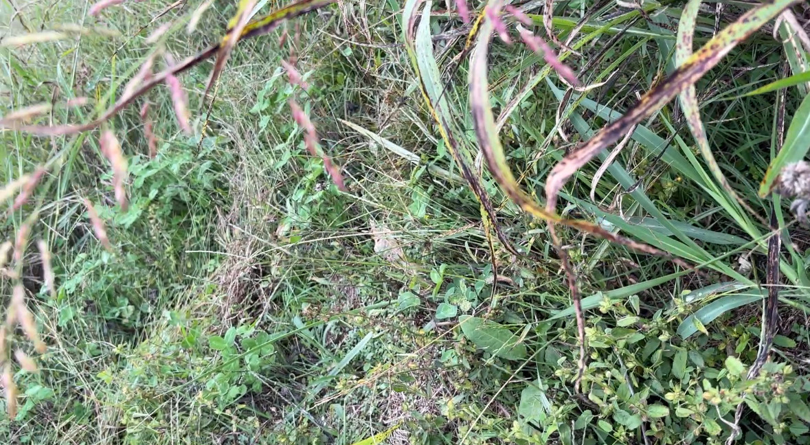 Ground cover at the confluence point. 