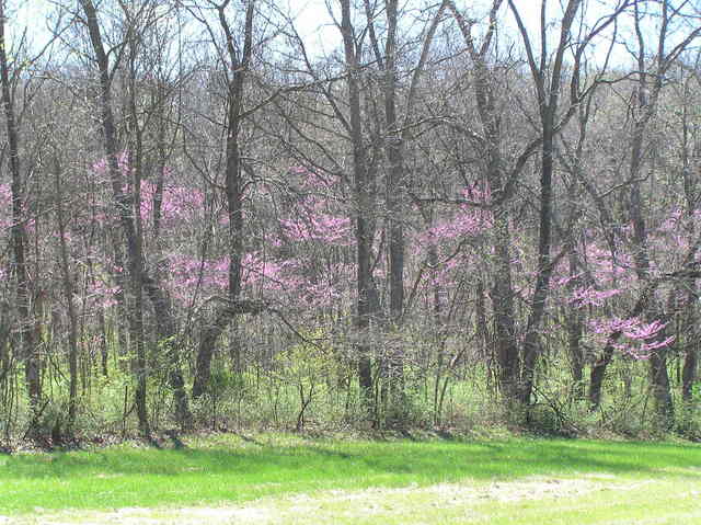 View of edge of field from the north showing blooming redbud trees.