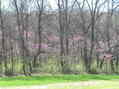 #7: View of edge of field from the north showing blooming redbud trees.