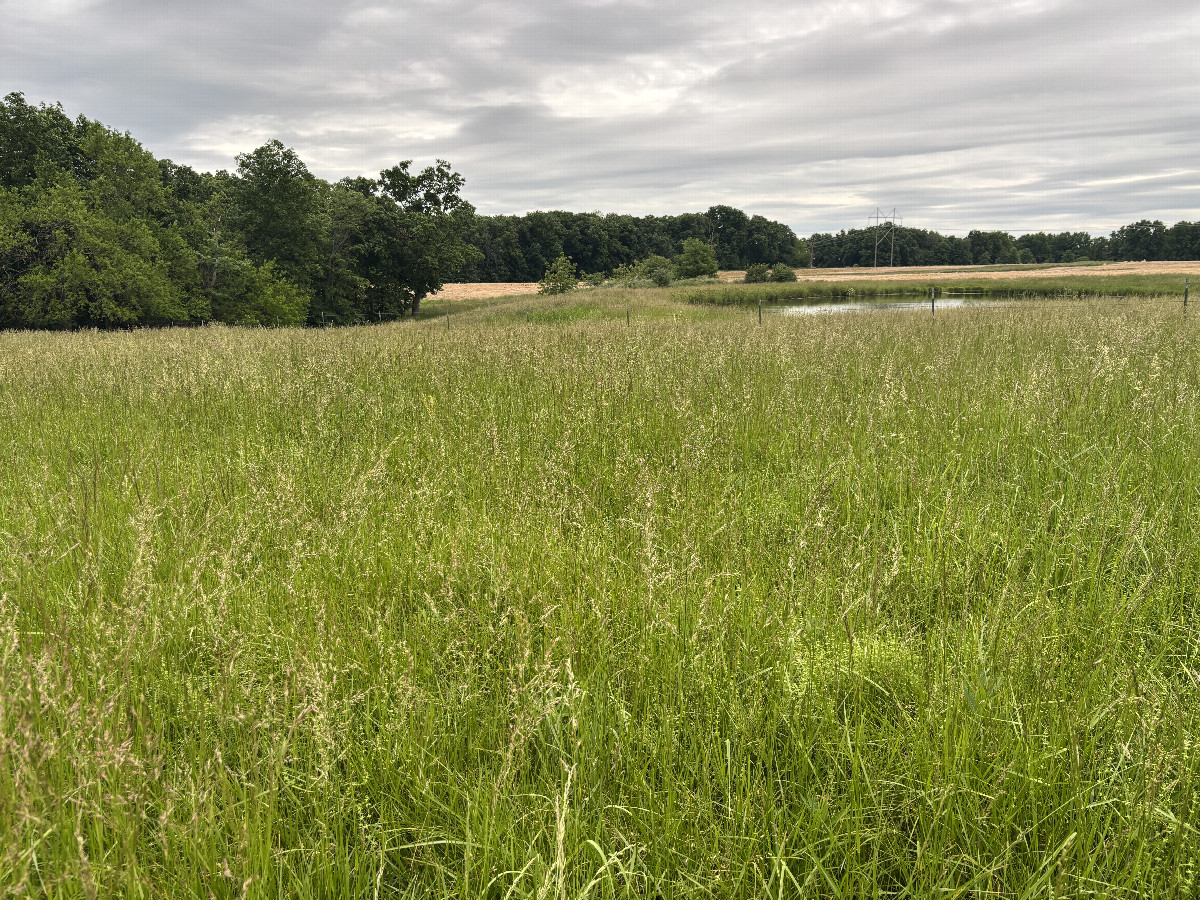 Looking east northeast toward the confluence point which is in this meadow.  