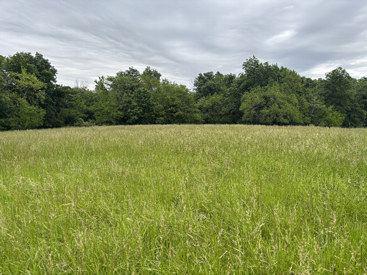 A view to the east from the confluence point.
