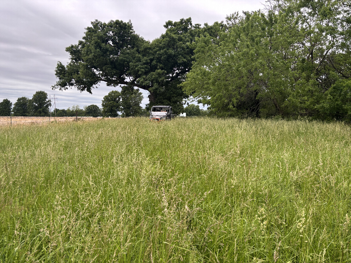 A view to the west, including the magnificent oak from the confluence point.