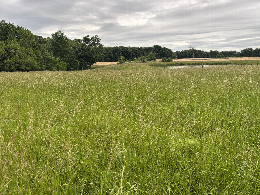 #1: Looking east northeast toward the confluence point which is in this meadow.  