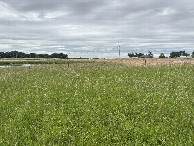 #4: A view to the south from the confluence point. 