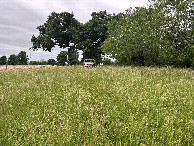 #5: A view to the west, including the magnificent oak from the confluence point.