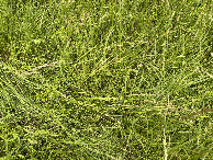 #8: Ground cover at the confluence point.  