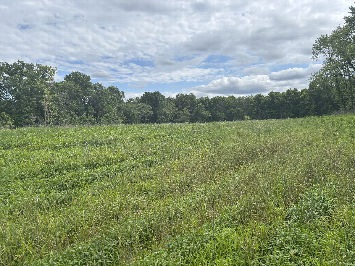 A view to the south from the confluence point. 