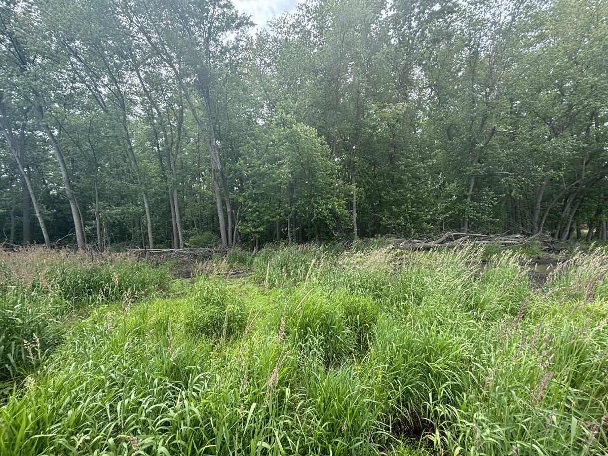 A view to the west from the confluence point.