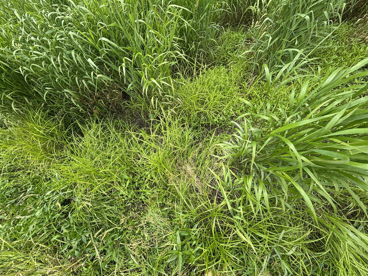 Ground cover at the confluence point.