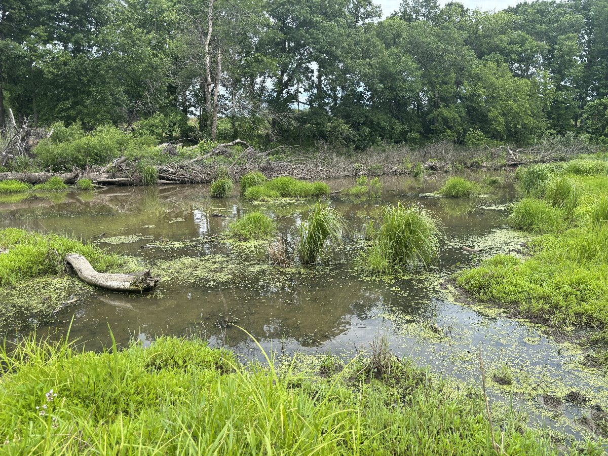 Wetland about 25 m east of the confluence. 