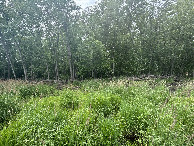 #5: A view to the west from the confluence point.