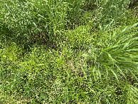 #6: Ground cover at the confluence point.