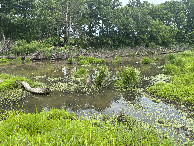 #9: Wetland about 25 m east of the confluence. 