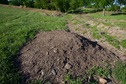 #5: The confluence point lies on this small dirt pile, within a cattle farm