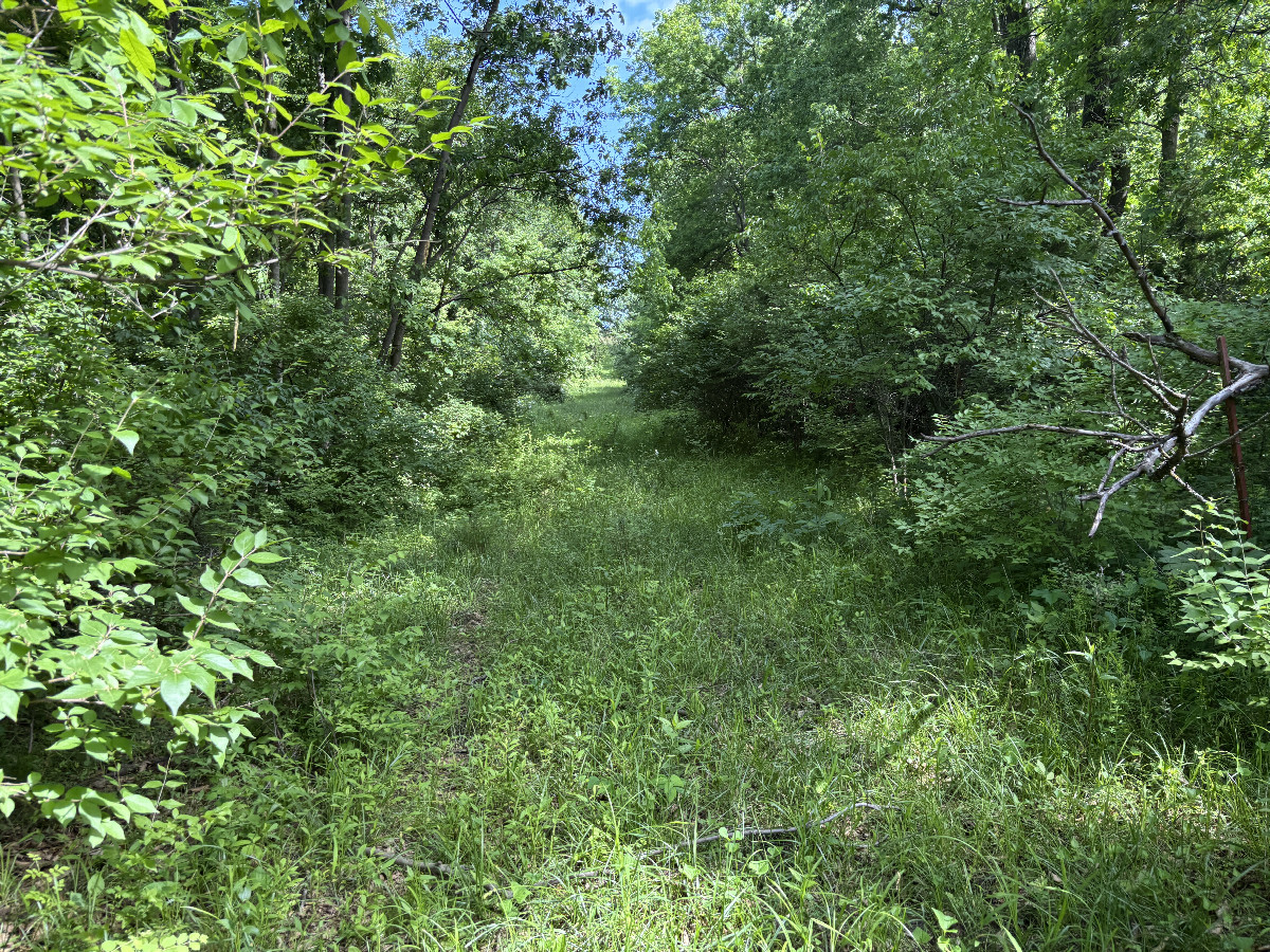 Route through the forest on the way to the confluence point.  