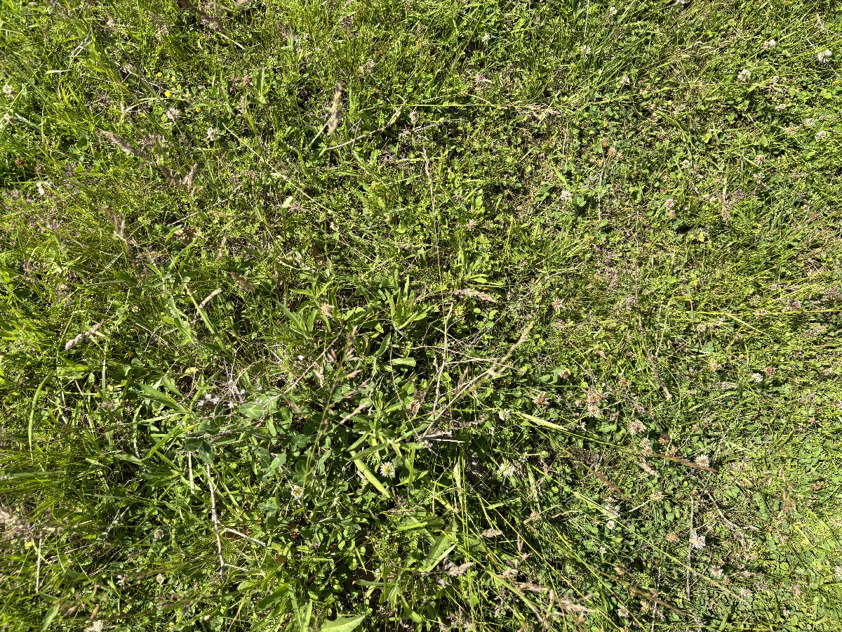 Ground cover at the confluence point.