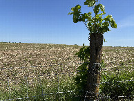 #10: A better view to the north just north of the confluence point.