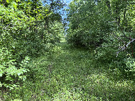 #11: Route through the forest on the way to the confluence point.  