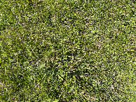 #8: Ground cover at the confluence point.