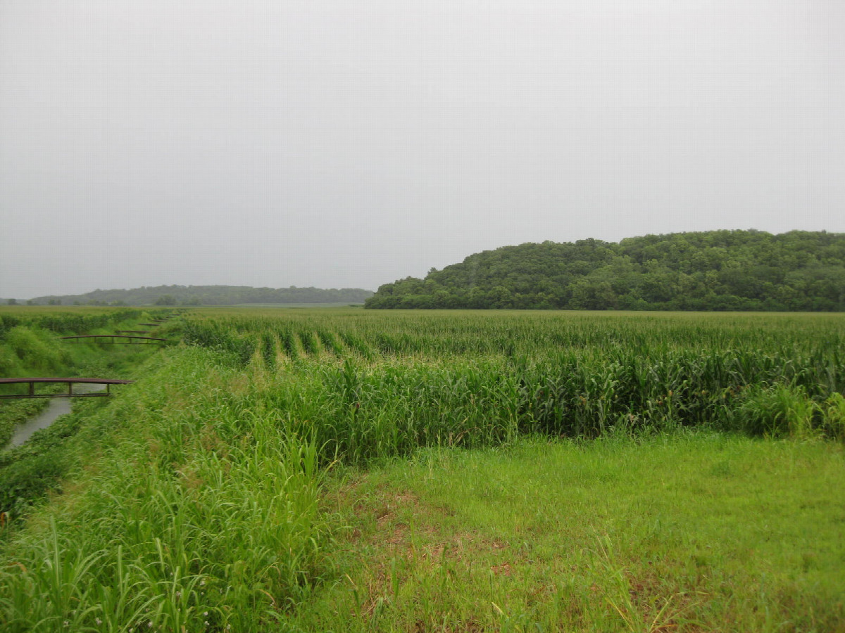 View to the NNE, confluence about 100m into the corn field