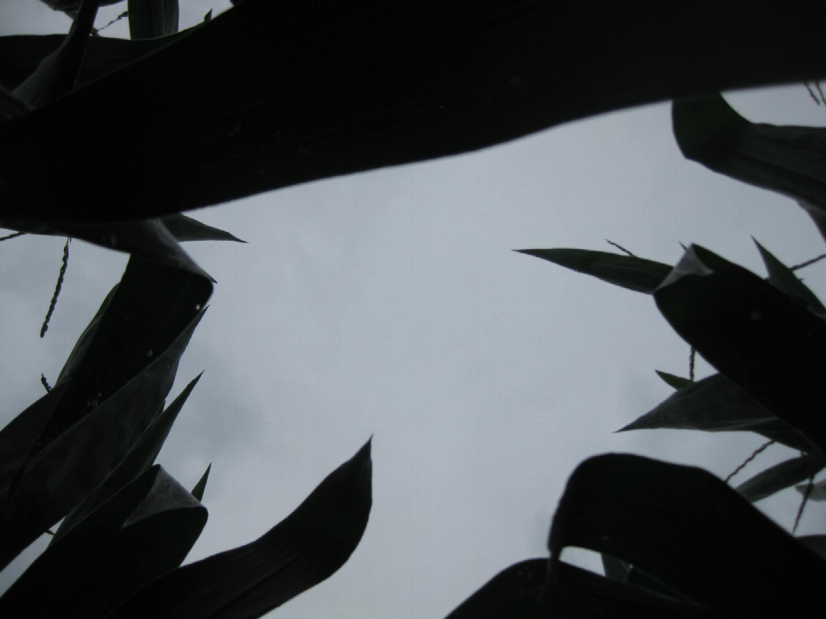Sky view (corn was 8-9' tall)