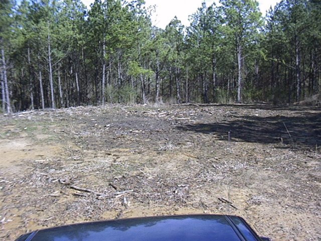 A little clearing at the confluence site.  Perhaps the citizens of Winston county are planning a confluence museum.