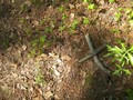 #7: Ground cover.