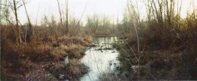 #1: Looking approximately south from the confluence.  The small pond is a result of a beaver dam.