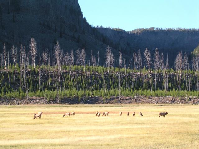 Elk grazing in Yellowstone