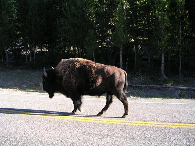 Traffic jam, Yellowstone style
