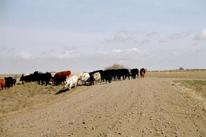 cattle drive on Bad Route Road