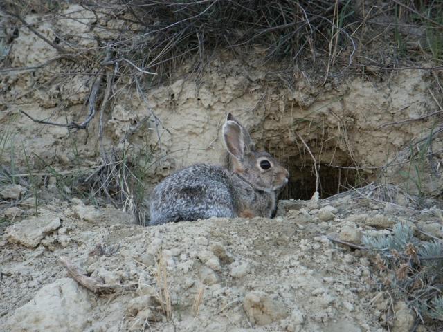 Rabbit in ravine near confluence