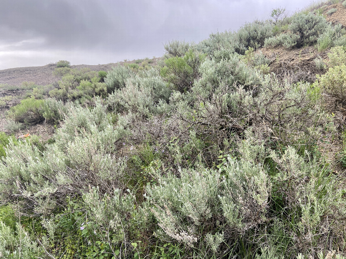 A sage filled view to the east from the confluence point. 