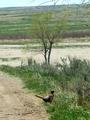 #5: Pheasant on road near confluence