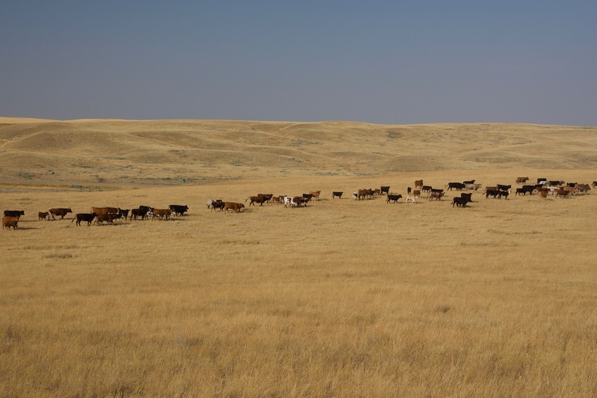 A herd of cattle seen between the road and the point