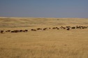 #7: A herd of cattle seen between the road and the point