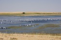 #9: Pelicans on one of the Arod Lakes, about a mile from the point