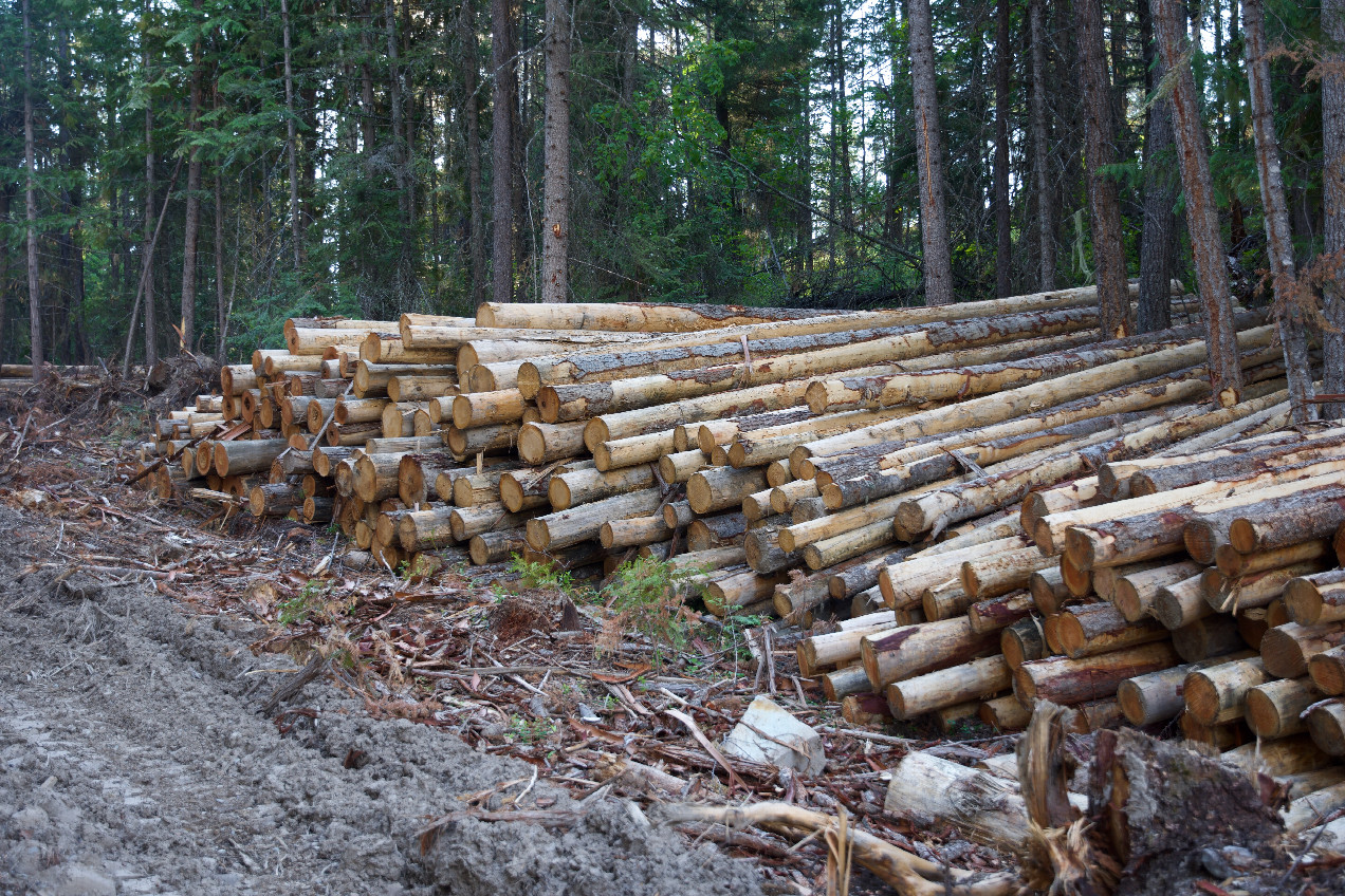 Cut logs stacked beside the road, near the point