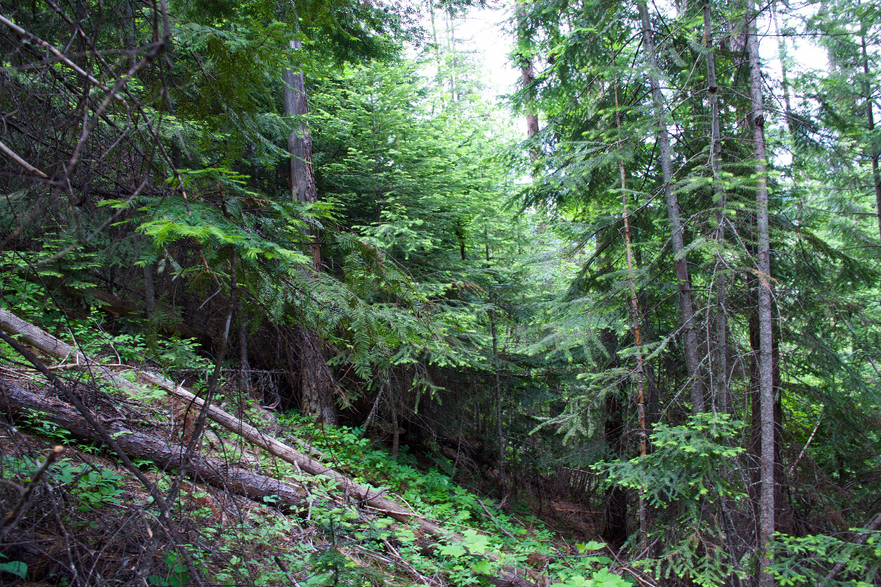 The confluence point lies on a steep, East-facing, forested slope.  (This is also a view to the North, along the slope)