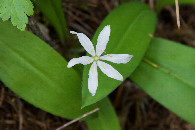 #12: One of several Bead Lilies that were growing near the point