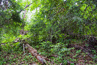 #4: View West (up the slope)