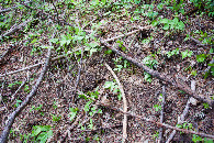 #5: Ground cover at the confluence point