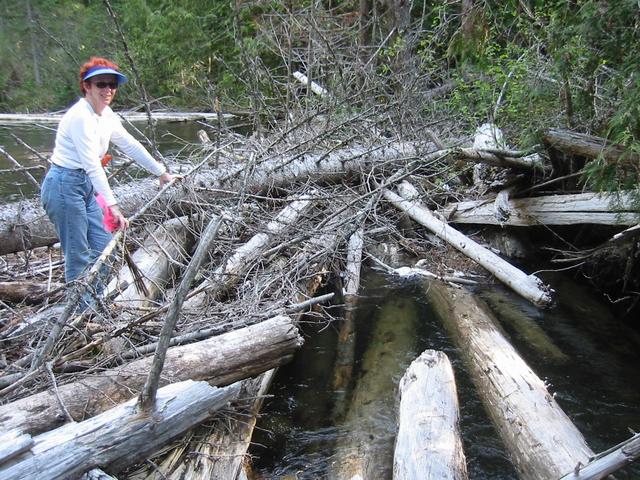 The fallen trees provide Janis a bridge to cross Americus Creek