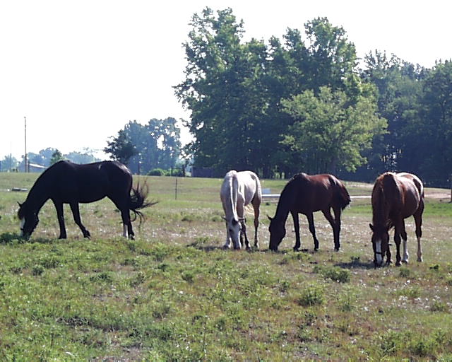 Horses in the pasture, looking east from the confluence