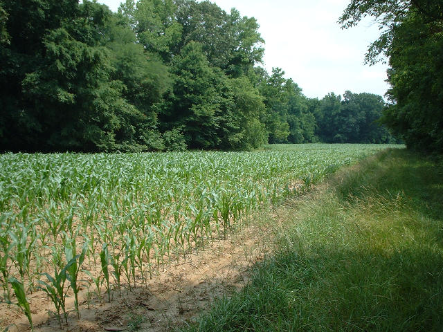 This is the corn field I had to slog through to get to the confluence.