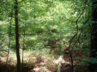 #1: This is the view south right at the confluence, into the woods.