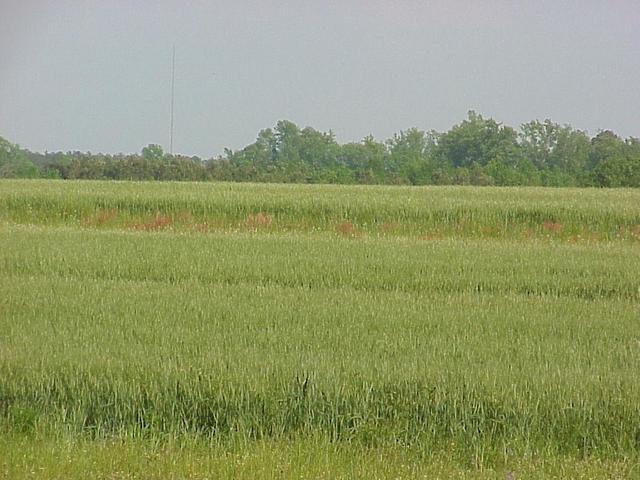 View of the confluence site, looking southeast.