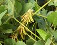 #5: Soybean pods 2 or 3 inches long.