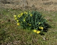 #7: Nearby groundcover shows a hint of Spring